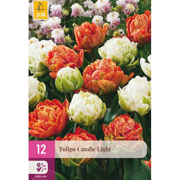 Tulipán Candle Light 12 ks