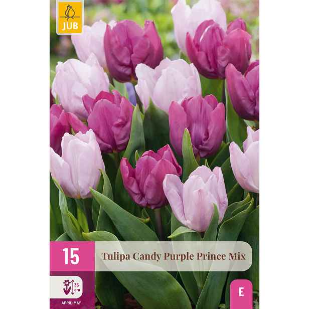 Tulipán Candy Purple Prince Mix 15 ks