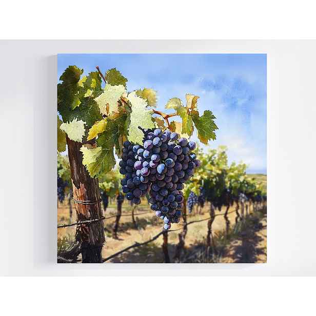 Obraz Na Plátně Canvas Hroznové Víno Vinná Réva Podzimní Krajina 50x50