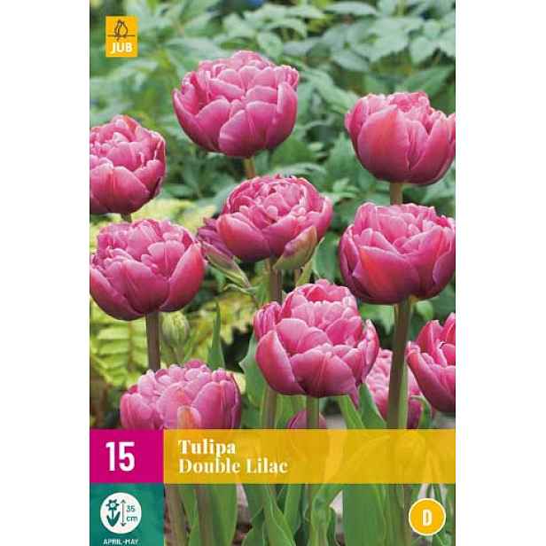 Tulipán Double Lilac 12 ks
