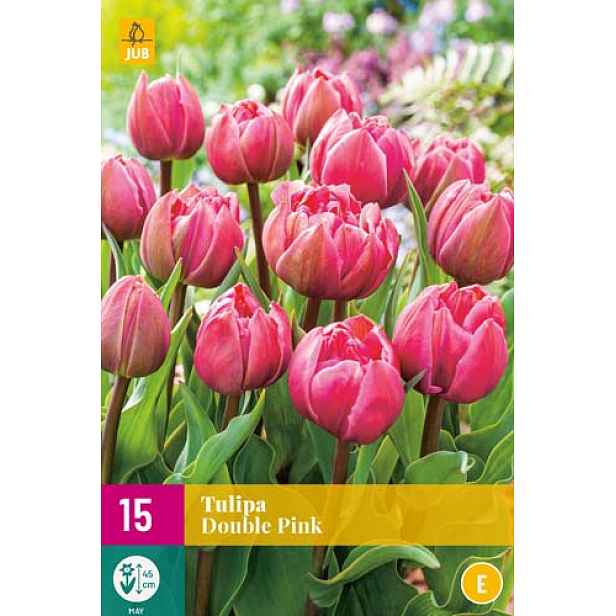 Tulipán Double Pink 12 ks