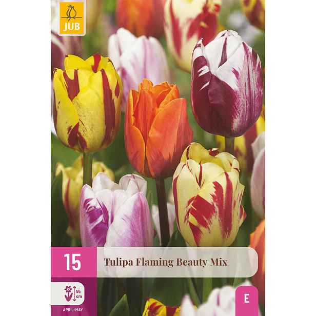 Tulipán Flaming Beauty Mix 15 ks