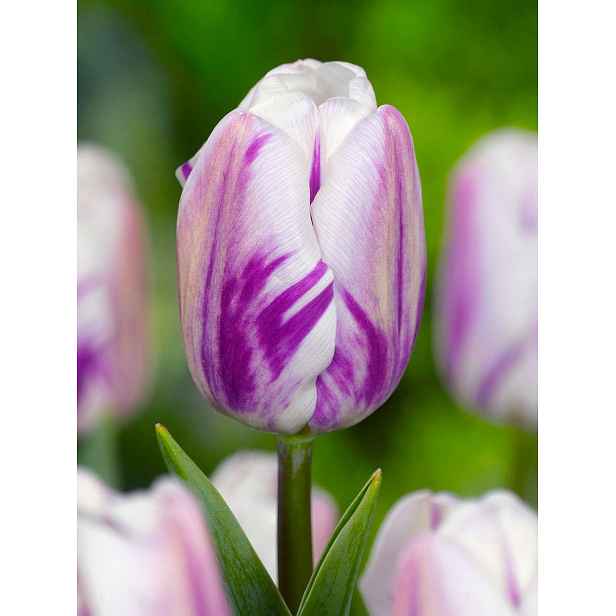 Tulipán Flaming Flag 15 ks
