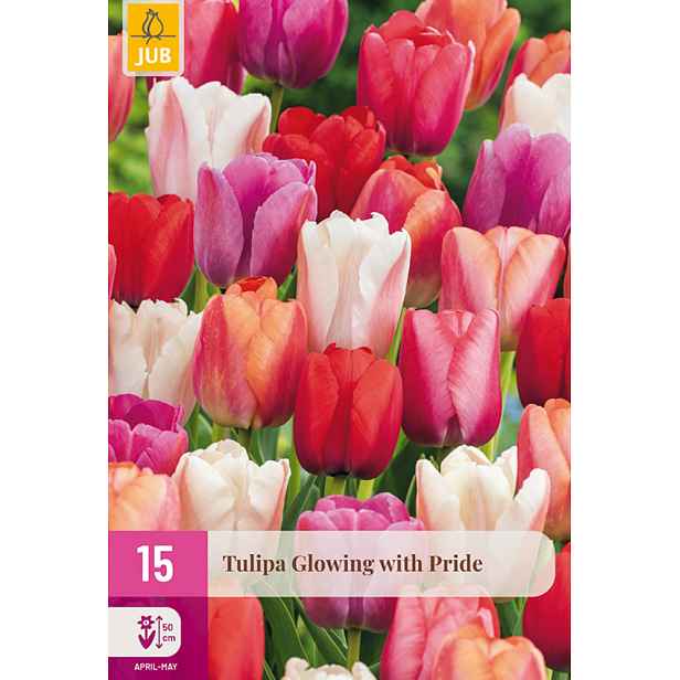 Tulipán Glowing With Pride 15 ks
