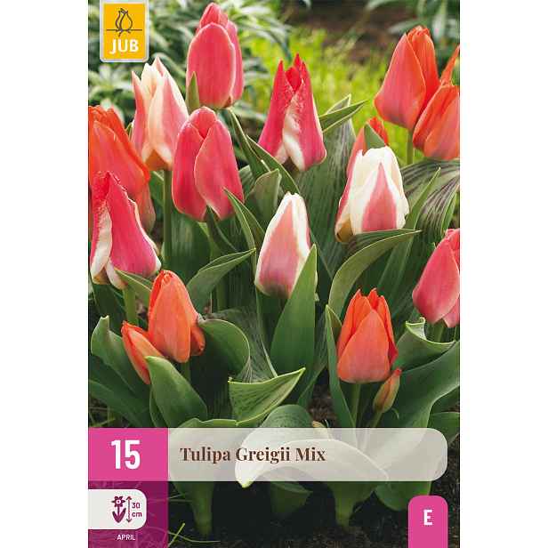Tulipán Greigii Mix 15 ks