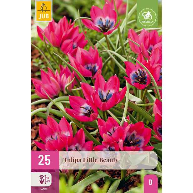 Tulipán Little Beauty 25 ks
