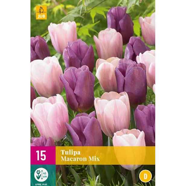 Tulipán Macaron Mix 12 ks