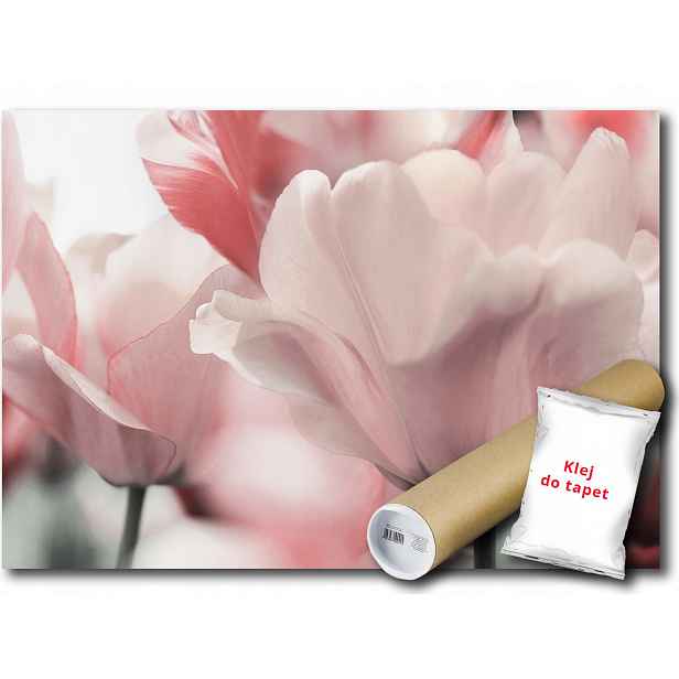 Fototapeta Růžové Tulipány 9C F3XL 416x254 F11911
