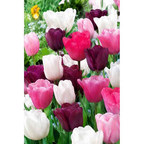 Tulipán Pastel Mix 12 ks