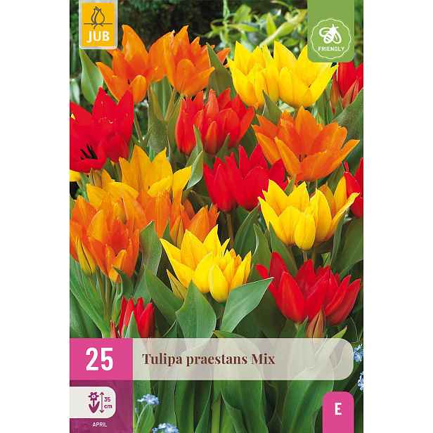 Tulipán Praestans Mix 25 ks