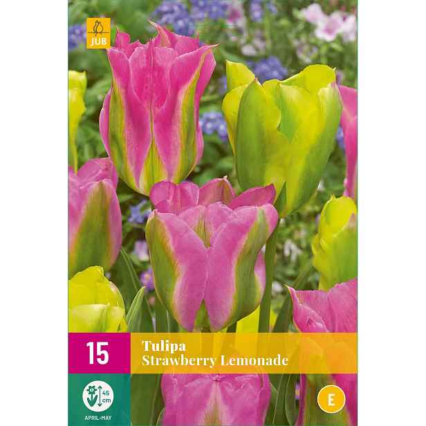 Tulipán Strawberry Lemonade 12 ks