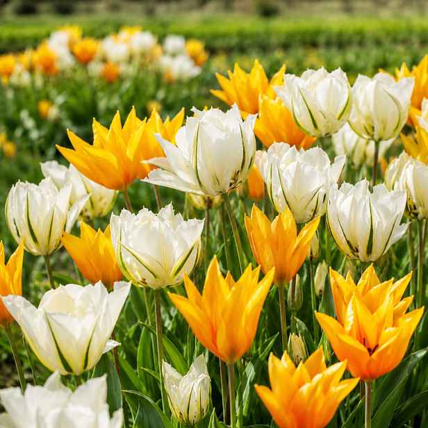 Tulipán Sunbath Mix 15 ks