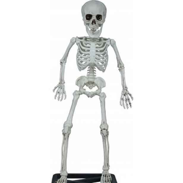 Lidská kostra se základnou 55cm Halloween Bones lebka kostlivec