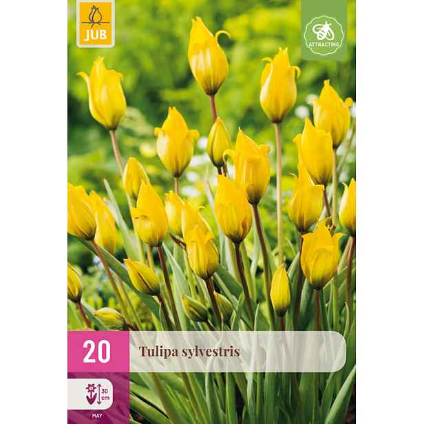 Tulipán Tarda 20 ks