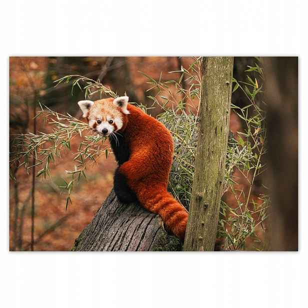 Plakáty 185x125 Pandka rudá panda malá panda červená menší