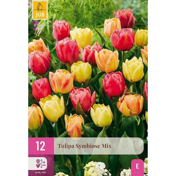 Tulipán Symbiose Mix 12 ks
