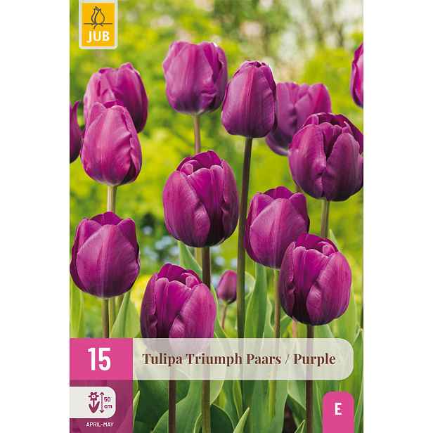 Tulipán Triumph Purple 15 ks