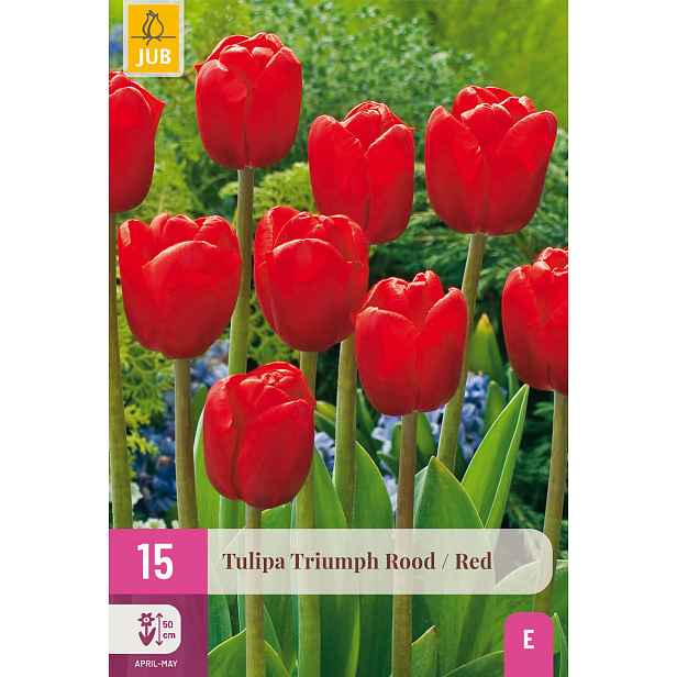 Tulipán Triumph Red 15 ks