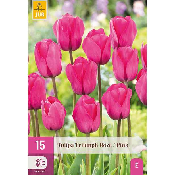 Tulipán Triumph Pink 15 ks
