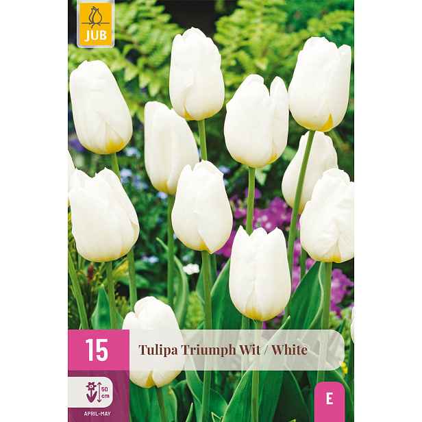 Tulipán Triumph White 15 ks