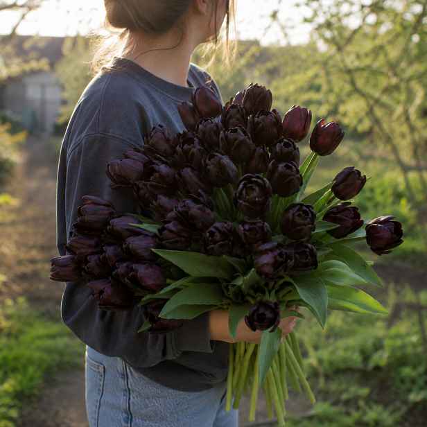 Tulipán Triumph Black 12 ks