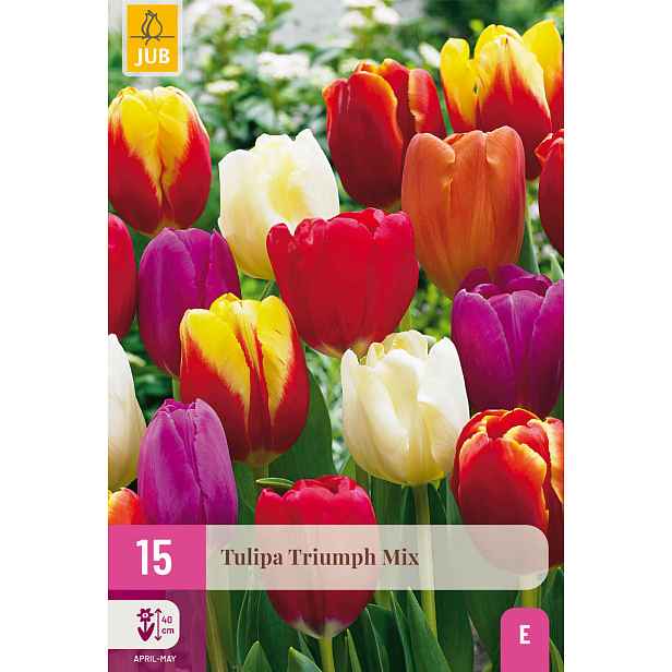 Tulipán Triumph Mix 15 ks