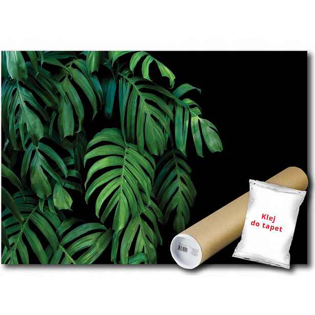 Fototapeta Flizelina Listy Monstera 312x219