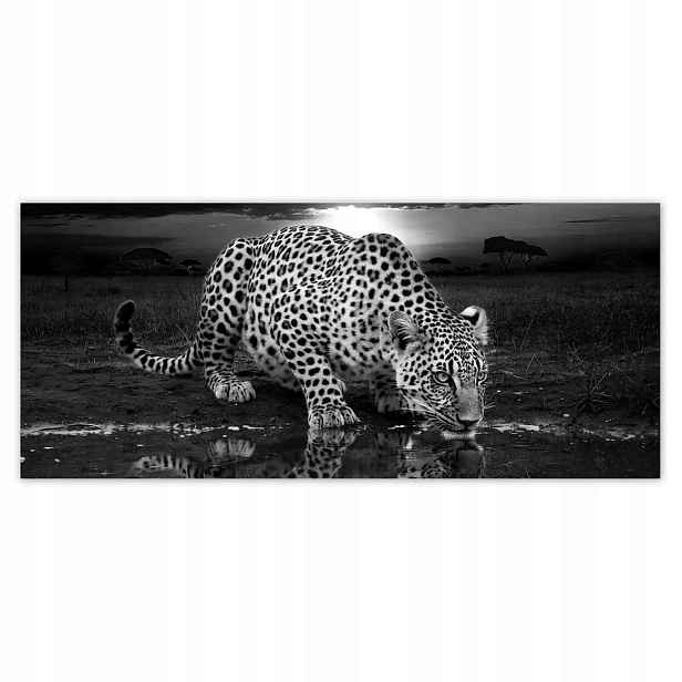 Fototapety 211x91 Na Zeď Gepard Tygr Salon