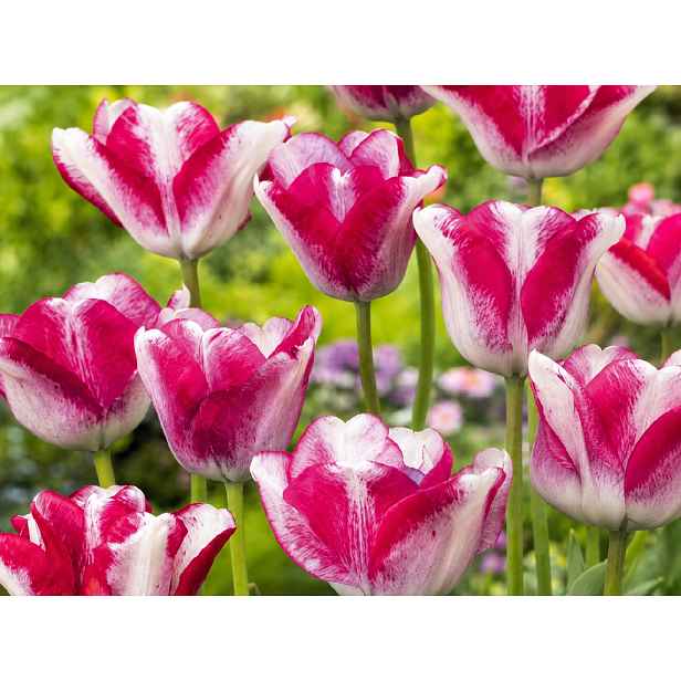 Tulipán Mata Hari 12 ks měnící barvu