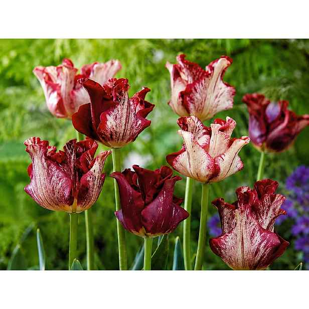 Tulipán Striped Crown 12 ks měnící barvu