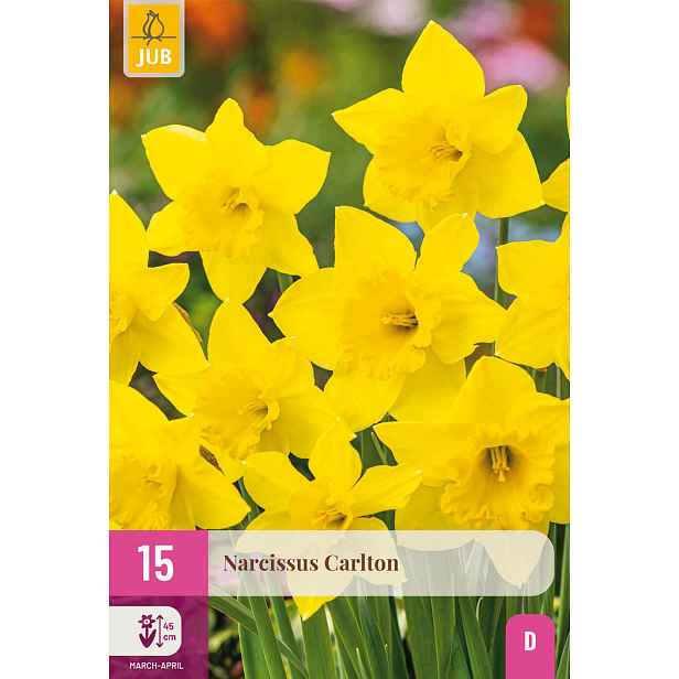 Narcis Carlton 15 ks