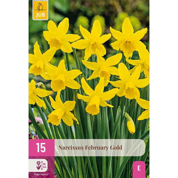 Narcis February Gold 15 ks