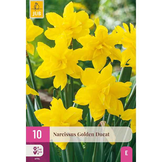 Narcis Golden Ducat 10 ks