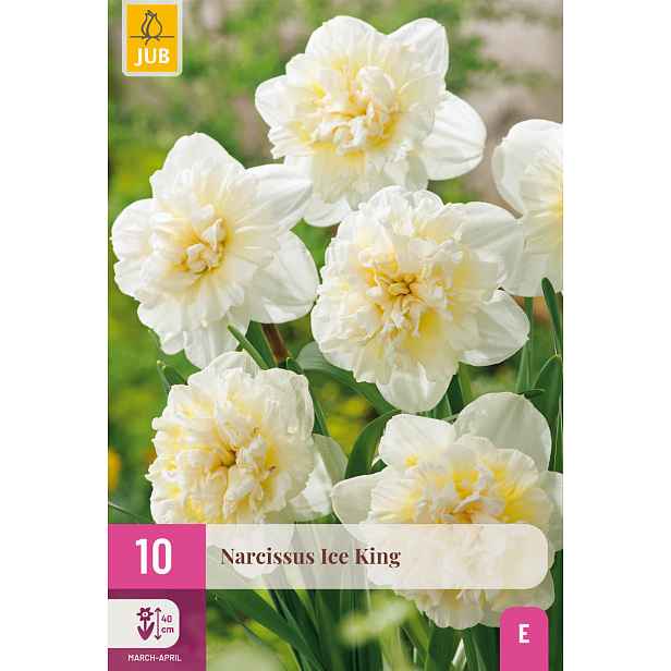Narcis Ice King 10 ks