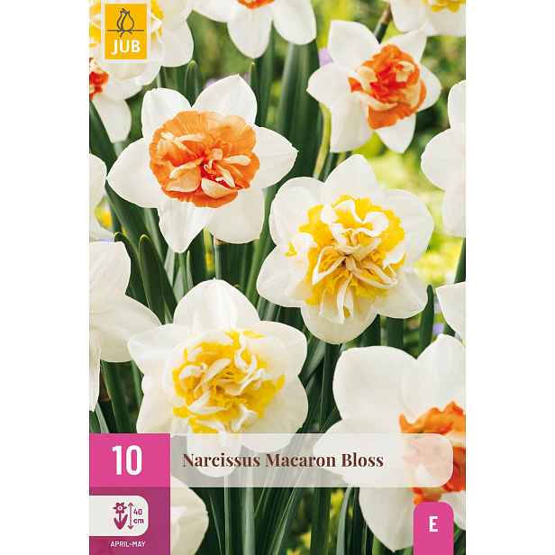 Narcis Macaron Bloss 10 ks