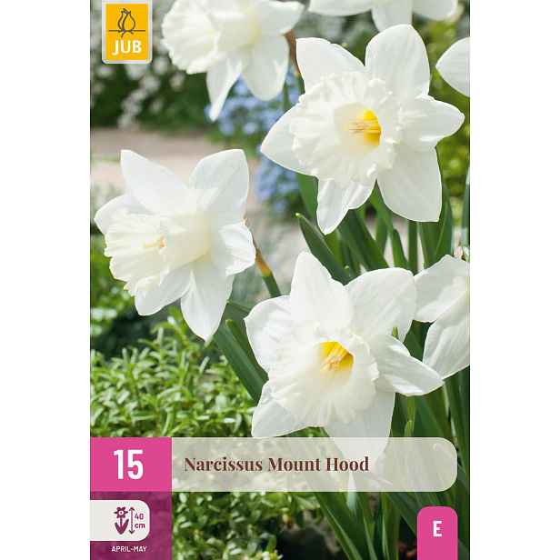 Narcis Mount Hood 15 ks