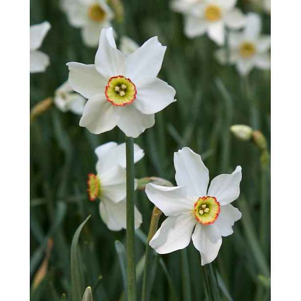 Narcis Recurvus 10 ks