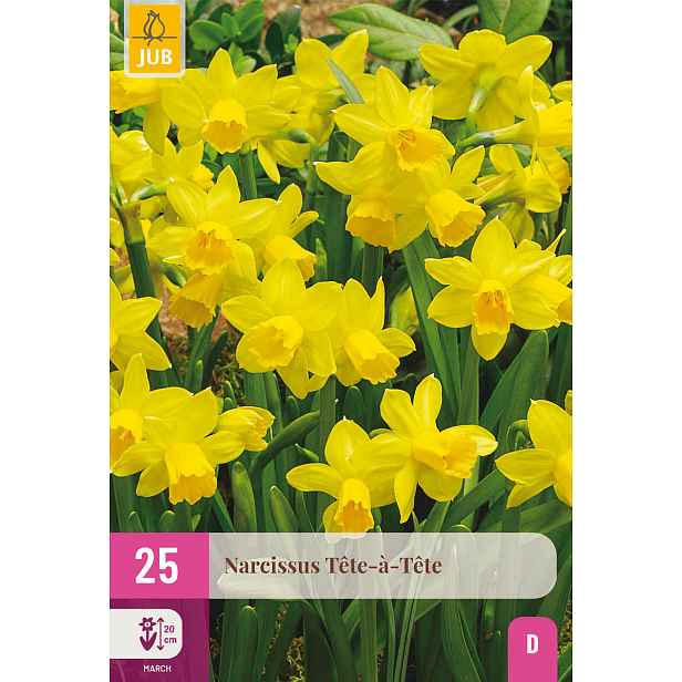 Narcis Tête-à-Tête 25 ks