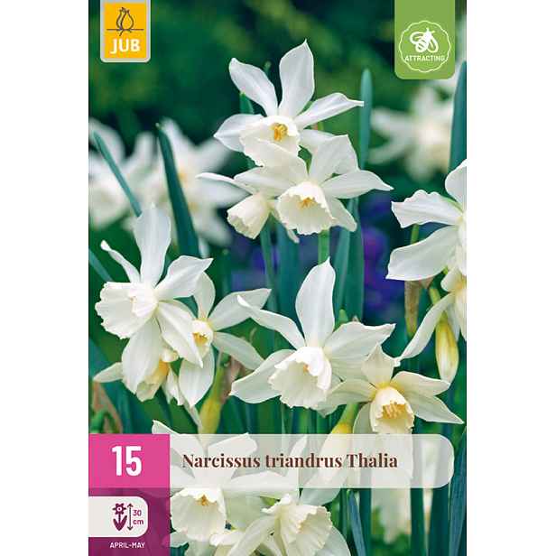 Narcis Triandrus Thalia 15 ks