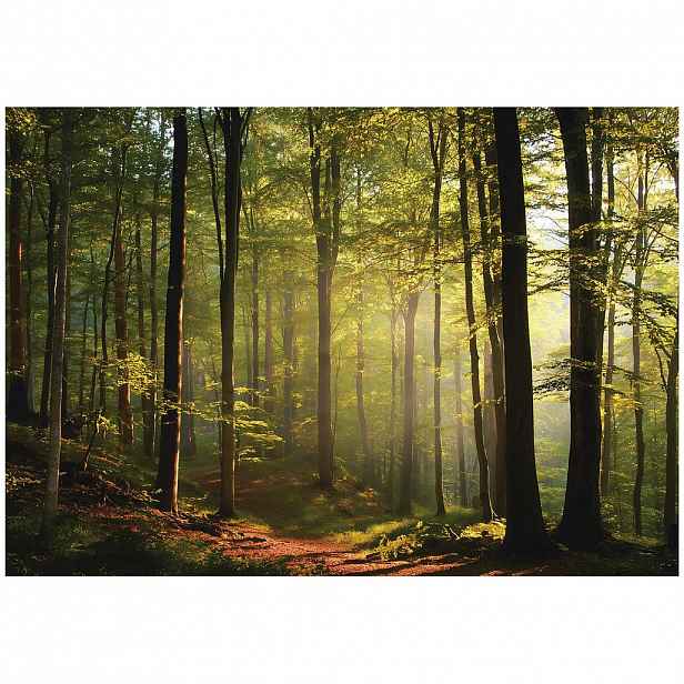 Wallarena FOTOTAPETA les stromy zelená 250x175 cm
