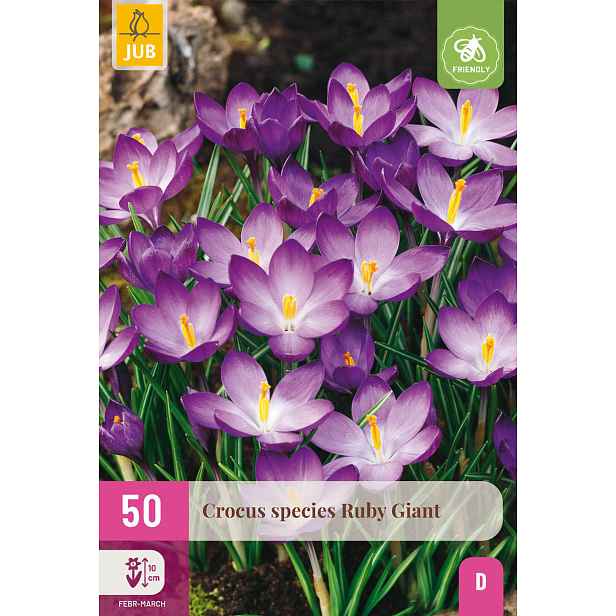 Krokus Species Ruby Giant 50 ks