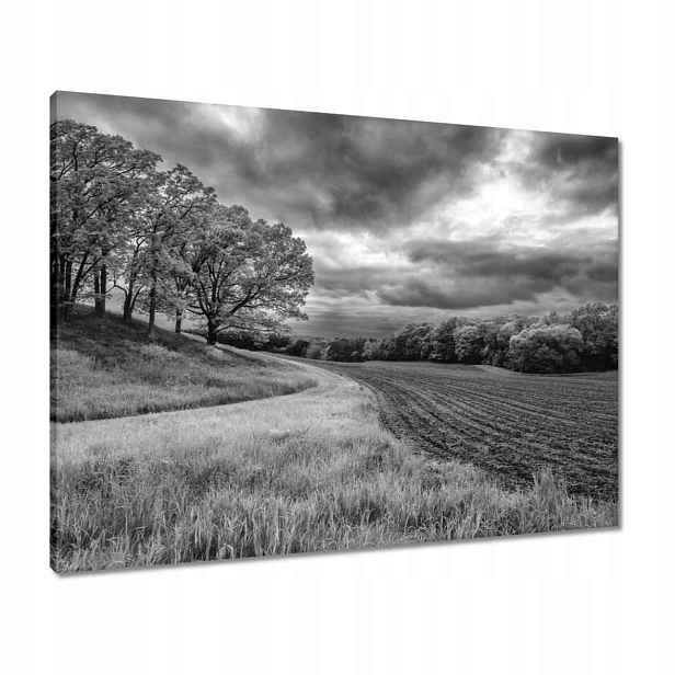 Obrazy 80x60 Černobílé pole