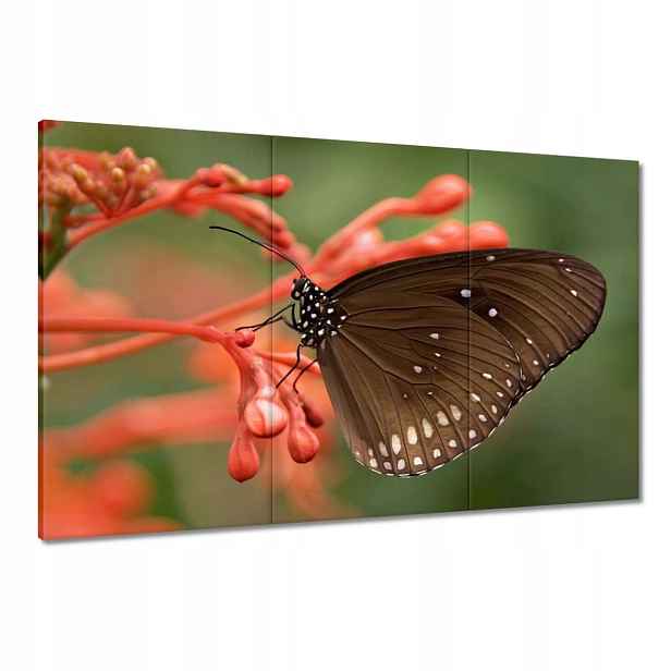 Obrazy 120x80 Hnědý motýl