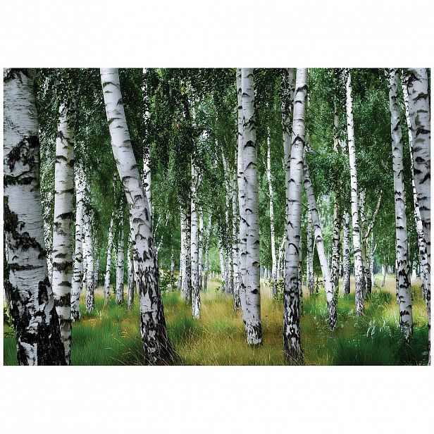 Wallarena FOTOTAPETA: Les Břízy Zelená 400x280 cm