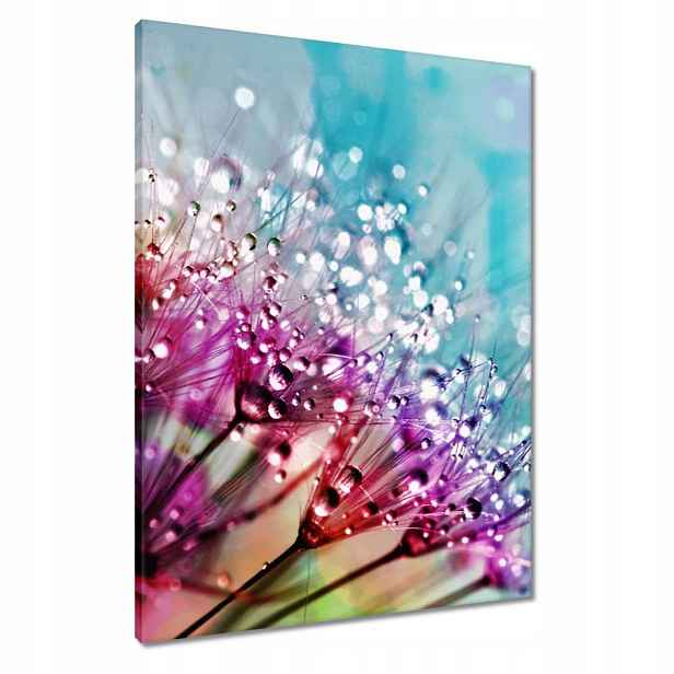 Obrazy 60x80 Kapky rosy Pampeliška