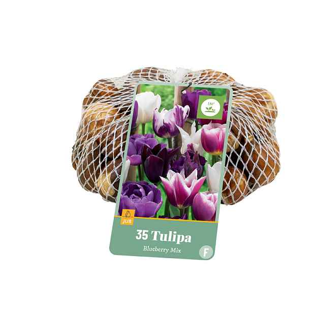 Tulipán Blueberry Mix 35 ks