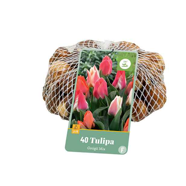 Tulipán Greigii Mix 40 ks