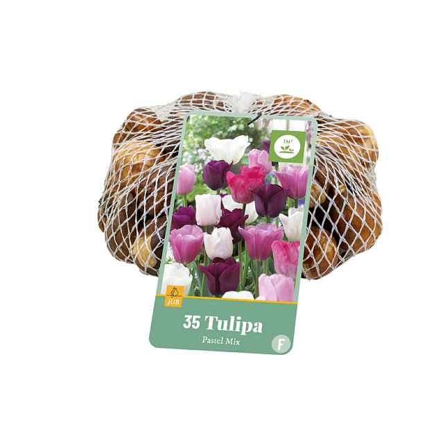 Tulipán Pastel Mix 35 ks