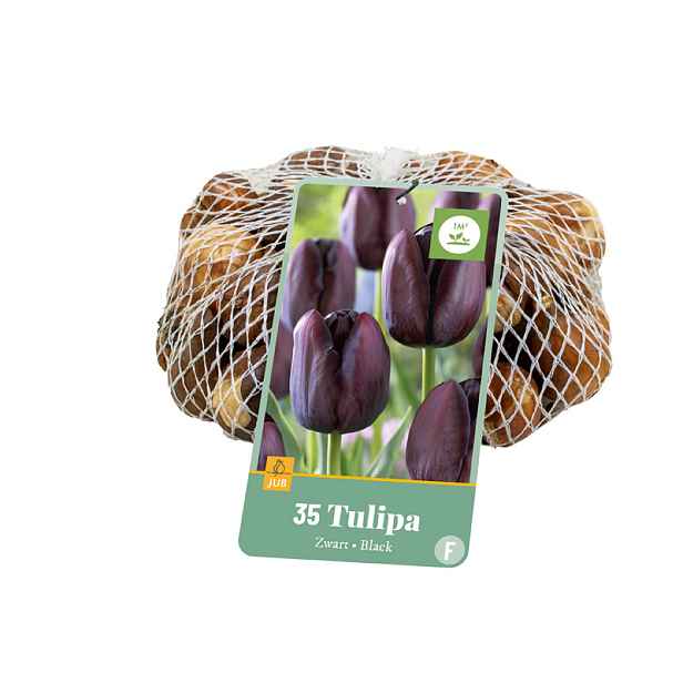 Tulipán Black 35 ks