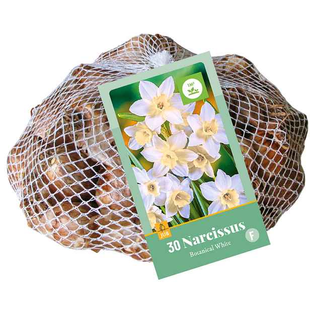 Narcis botanický bílý 30 ks